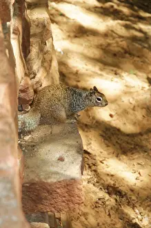 Drucke von Ein Eichhörnchen sitzt auf einem Ziegelmauer umgeben von Schatten, Zion Canyon, Canyon Junction Bridge, Zion Nationalpark, Utah, USA Streifenhörnchen Drucke: Ein Eichhörnchen sitzt auf einem Ziegelmauer umgeben von Schatten.