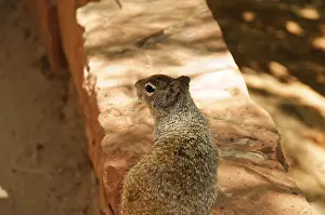 Drucke von Ein Eichhörnchen sitzt auf einer Mauer umgeben von Licht und Schatten, Zion Canyon, Brücke des Canyon Junction, Zion Nationalpark, Utah, USA Streifenhörnchen Drucke: Ein Eichhörnchen sitzt auf einer Mauer umgeben von Licht und Schatten.