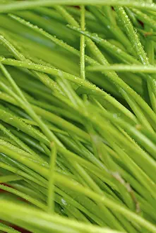 Medicinal Plant Benefits Drucke: Chives