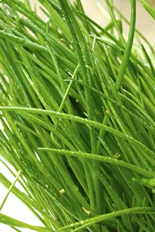 Fresh Chives Drucke: Chives