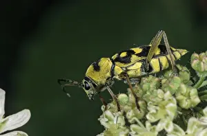 Natural Environment Drucke: Chlorophorus varius, variable ram ram