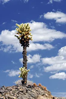 Teddy Bear Cholla Cactus Drucke: Cholla Cactus with clouds in the sky