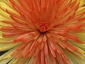 Open Air Photography Drucke: Chrysanthemum