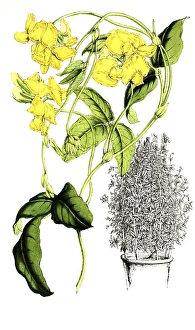 Historic Plant Depiction Drucke: Chrysoscias floribunda, wreath loop