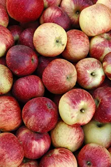 Red Apples Drucke: Cider apples