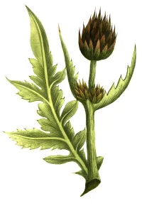 Historical Plant Depiction Drucke: Cinara minor aculeata, Strobeldorn