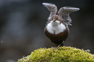 Weißkehl-Wasseramsel Drucke: Cinclus cinclus, Tropikvögel, Vögel