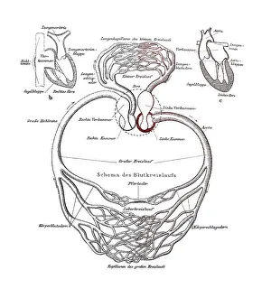 Human Body Anatomy Illustration Drucke: Circulatory system, anatomical illustration