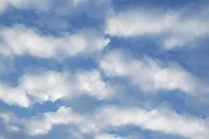 Cirrocumulus Clouds Drucke: Cirrocumulus clouds, small fluffy clouds, Germany