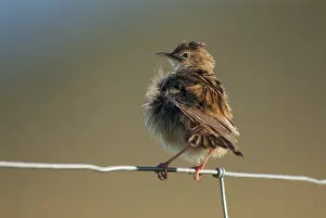 Drucke von Cistensänger, Cisticola juncidis, Buschwürger, Cistensänger, Zitterschnäbler, Vögel, Extremadura , Federpflege , Passeriformes , Vogelbürstenfederpflege Singvögel Spanien Cisticolas Drucke: Sumpfsänger, Cisticola juncidis