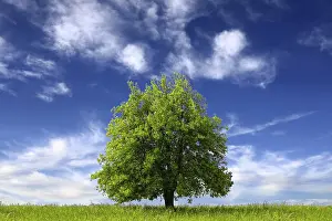 Oak Tree Landscape Drucke: Clean and Beautiful Environment