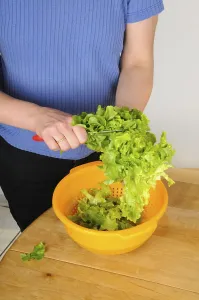 Fresh Vegetable Preparation Drucke: Cleaning and cutting lettuce