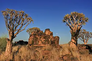 Namibia Landscape Drucke: Under a clear blue evening sky