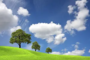 Oak Tree Landscape Drucke: Clear Nature