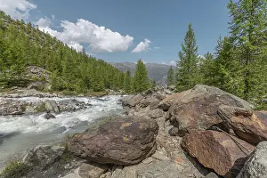 Coniferous Trees Drucke: The clear river flows swiftly between rocks