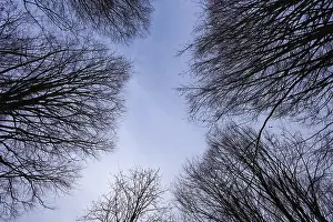 Bavarian Forest National Park Scenery Drucke: Clear sky visible through a network of branches