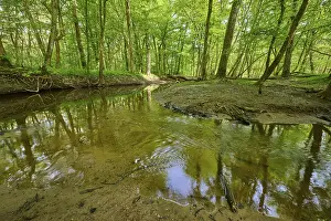 German Countryside Landscape Drucke: A clear stream flows through the Au Forest