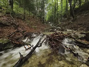 Mystical Forest Atmosphere Drucke: Clear stream flows through a green forest