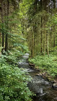Dense Green Forest Landscape Drucke: A clear stream flows idyllically through a dense