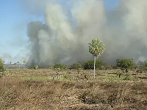 Paraguay Drucke: Brandrodung in der Palmensavanne.