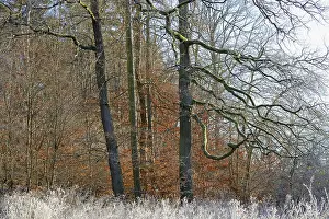 Oak Trees In Autumn Drucke: Clearing with oak trees (Quercus)
