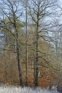 Autumn Leaves In Germany Drucke: Clearing with oak trees (Quercus)