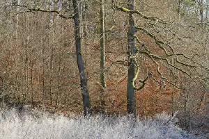 European Beech Autumn Color Drucke: Clearing with oak trees (Quercus)
