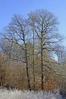 Blue Sky Autumn Leaves Drucke: Clearing with oak trees (Quercus)