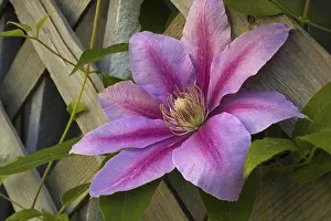 Nature Botany Photos Drucke: Clematis