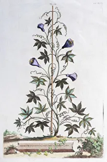 Historic Plant Depiction Drucke: Clematis (Clematis), Hand coloured copper engraving by Abraham Munting from Naauwkeurige Beschryving der Aardgewassen