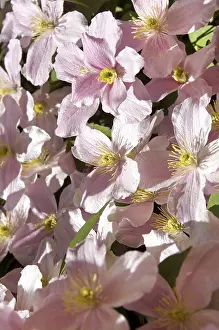 Nature Botany Photos Drucke: Clematis (Clematis)