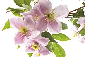 Climbing Plant Species Drucke: Clematis (Clematis)