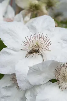 European Flowering Plant Drucke: Clematis Valge Daam