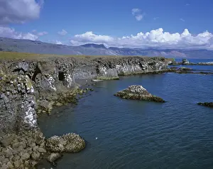 Deserted Icelandic Coastline Drucke: Cliffs formed by volcanic basalt columns