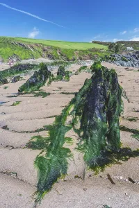 Drucke von Felsklippen und Felsen am Bantham Beach, Kingsbridge, Devon, England, Vereinigtes Königreich Bantham Drucke: Felsklippen und Felsen am Bantham Beach.