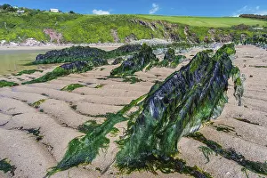 Drucke von Felsbrocken und Felsen am Bantham Beach, Kingsbridge, Devon, England, Vereinigtes Königreich Kingsbridge Drucke: Felsklippen und Felsen am Bantham Beach.
