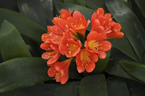 Deserted Stuttgart Drucke: Clivia, also known as strap leaf
