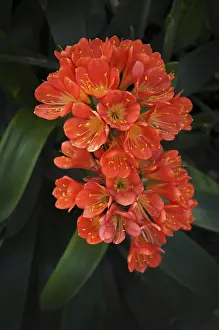 Middle Europe Nature Scenes Drucke: Clivia, also known as strap leaf