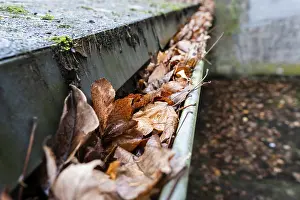 Drucke von Ein abgedeckter Schmutzfang ist bis obenhin mit braunen, trockenen Herbstblättern gefüllt, Wuppertal, Deutschland Wuppertal Drucke: Ein verstopfter Regenwasserablauf ist bis obenhin mit braun gefüllt.