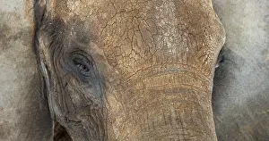 Wildlife Photography Studio Shot Drucke: Close up of an African elephant