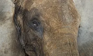 Wild Animal Photography Studio Shot Drucke: Close up of an African elephant