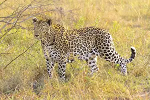 Endangered Animal Conservation Drucke: Close up of an African Leopard