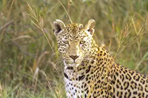 Feliformia Predator Animal Drucke: Close up of an African Leopard