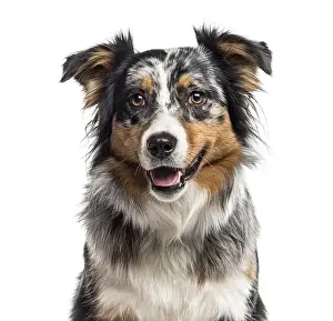 White Studio Background Animal Drucke: Close up of an Australian Shepherd looking at the camera