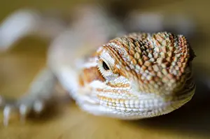 Copy Space For Text Photos Drucke: Close up of bearded dragon with customizable space for text