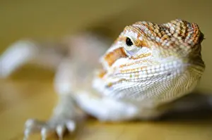 Natural Environment Photo Drucke: Close up of bearded dragon with customizable space for text
