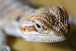 Wildlife Photography Concept Drucke: Close up of bearded dragon with customizable space for text