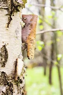 Deciduous Forest Scenery Drucke: Close up at Birch tree bark on a tree trunk in a deciduous forest at springtime