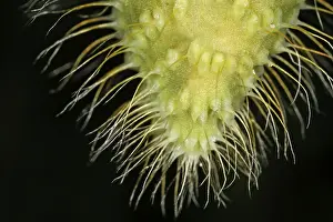 Nature Botany Photography Drucke: Close up of a blossom