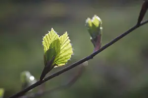 Deserted Tree Branch Drucke: Close up branch with young leaves in spring